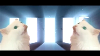 Imagine Dragons - Thunder - Cat Cover گربه خواننده