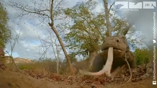 دوربین مخفی فوق العاده هیجان انگیز در جنگل