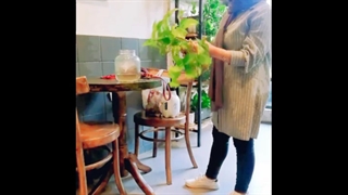 نگهداری گیاهان در کافه