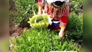 برداشت چای محلی شمال