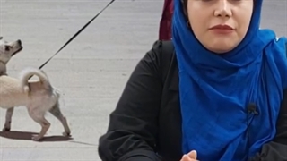 ممنوعیت سگ گردانی و مصادره سگ ها