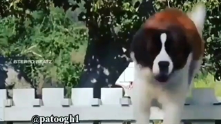 ازسگ بیاموز وفارو( فالو =فالو