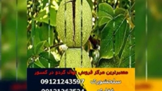 خرید ارقام نهال گردو زودبازده و مقاوم (www.gerdo.pro)