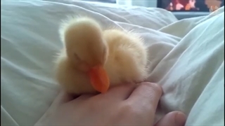 Super Cute and Funny Duck Videos Compilation 
