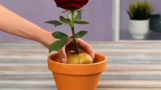 تکثیر گل رز