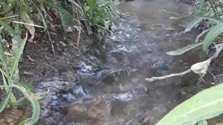 قنات خانیک