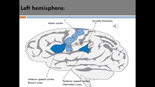 آموزش مبانی زبانشناسیNeurolinguistics  / The language and the brain