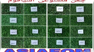 چمن مصنوعی ، کارگاه آسیافوم ، چمن