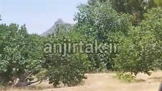 نمایی زیبا از باغات انجیر دیم استهبان