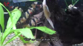 ماهی لوچ دلقک