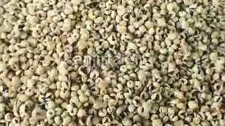 قیمت انجیر  پرک استهبان -انجیر تک جوانمرد