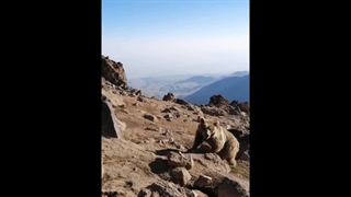 خرس+در+کوه+سبلان