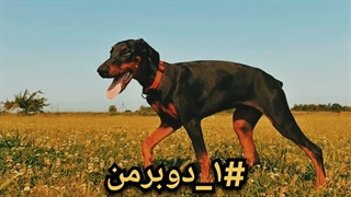 10 تا از وحشی ترین نژاد سگ در جهان