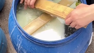 برگ انگور نهال باما