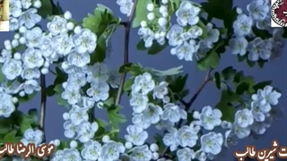 ترانه و ترنم در شور و تغزل شعر عاشقانه ی اشتیاق بوسه از اشعار استاد غزل م.طایفی(طالب)