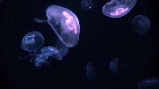 {رمان کره ای پیانیست}(ادامه پارت نهم)[گزارش نشه لطفا]