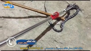 زنده گیری پنجمین کرایت ایرانی در روستای اشکستگ سرباز