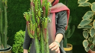 روش نگهداری گیاه افوربیا تریگونا قرمز (3 نکته مهم ) گلخانه سانا گل