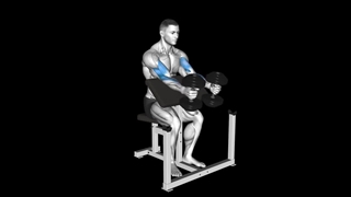 جلو بازو لاری دمبل چکشی