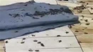 اجتماع سوسک ها در خوابگاه