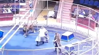 حمله هولناک شیر سیرک به مربی مشهور