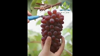انواع انگور نهال باما