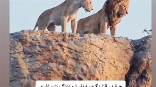 کلیپ عاشقانه برای استوری اینستاگرام