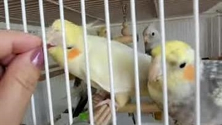 صدای عروس هلندی نر و ماده مست mp3