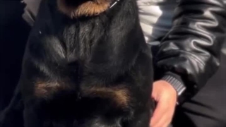 روتوایلر پوزه دلقکی