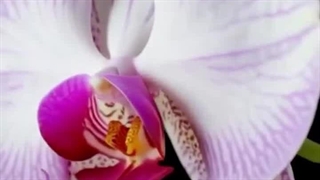 سورا: آیا آینده تولید محتوا اینجاست؟