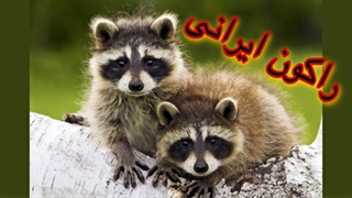 راکون ایرانی / حیات وحش ایران