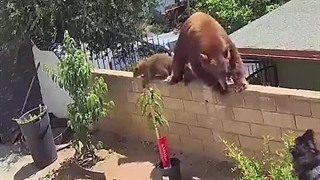 حمله ی خرس مادر و دفاع زن دلیر و شجاع و سگهای وفادار