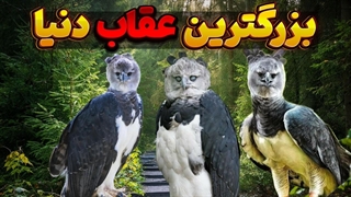 دانستنی عقاب هارپی:عقاب هارپی قاتل میمون ها و تنبل ها