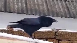 کلاغه پارس میکنه