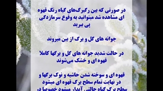 علائم سرمازدگی در محصولات کشاورزی  . . . .