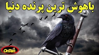 هوش بسیار و استراتژی باعث بد نامی کلاغ شده است