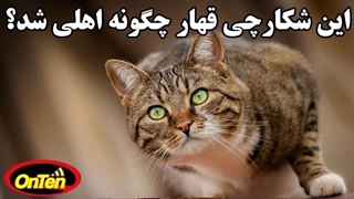 تاریخچه پیدایش گربه ها و دوستی آنها با انسان