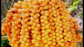 بهترین برندخرما بهارشاهی ترید