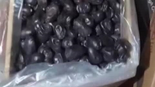 خرما مضافتی بهارشاهی