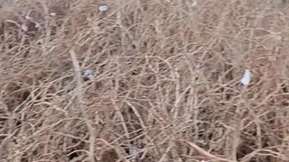 نهالستان آتاش نهال در یک نگاه