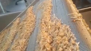 خط تولید و بسته بندی و فراوری پیاز داغ ، پیاز سرخ شده