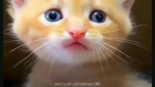 بنام خدا دیابت گرفتم چقدر شیرینه این بچهههتلنلبت