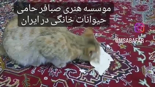 موسسه هنری صبافر حامی حیوانات خانگی در تبریز