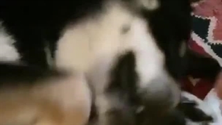 روز پدر حالیش نمیشه پدرسگ 