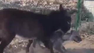 حتی خر هم از یه جایی دیگه زور رو تحمل نمیکنه . ویدئوی دیدنی از درگیری الاغ و کفتار