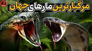 سمی ترین مار جهان کدام است، شاه کبرا یا اینلند تایپان؟ | خطرناکترین مارهای دنیا