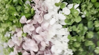 خرید بوته مصنوعی اکالیپتوس 16 بازو در 4 رنگبندی | فروشگاه ملی