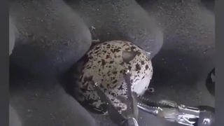 ربات جراح داوینچی انقلابی در عمل های جراحی