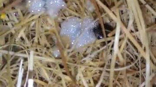 کوکون گذاری  زالو های فارم در بستر پوشالی|صنعت زالو ایران