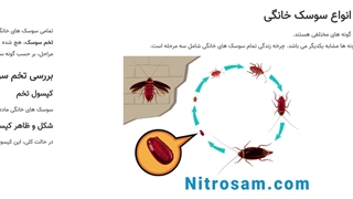 فروشگاه حشره کش سوسک در تهران - سم تضمینی سوسک
